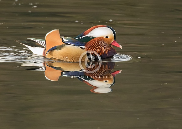 Mandarin Drake Mandarin Drake