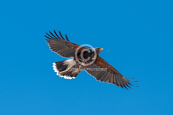 Harris hawk carrying a fresh lunch