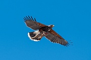 Harris hawk carrying a fresh lunch