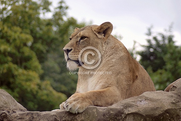 Lioness Lioness