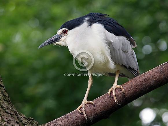 Night heron Night heron