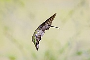 Hummingbird—Hummingbird Dance
