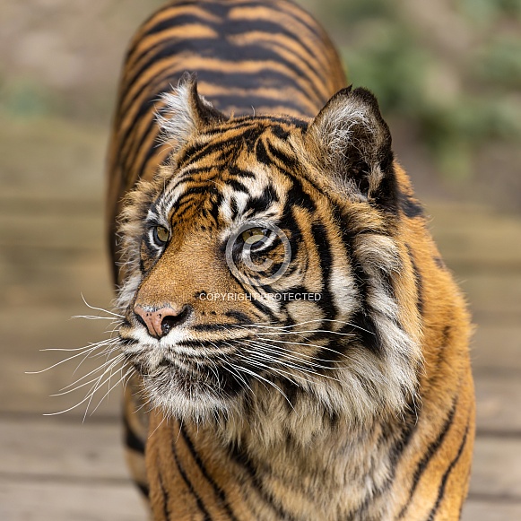 Sumatran Tiger Sumatran Tiger
