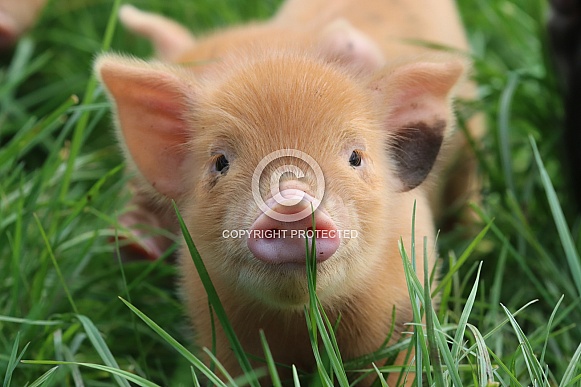 Kune Kune Piglet
