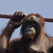 Orangutan