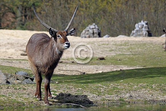 Waterbuck