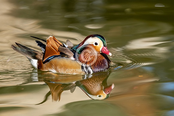 Mandarin duck swimming across a pond with his reflection