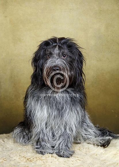 Dutch Sheepdog (Schapendoes) Dutch Sheepdog (Schapendoes)