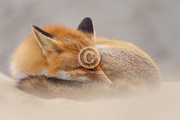 Red fox and cubs Red fox and cubs