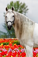 Andalusian Horse--Springtime Andalusian