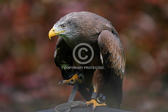 Yellow-Billed Kite