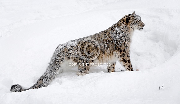 Snow Leopard Snow Leopard