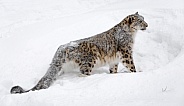 Snow Leopard