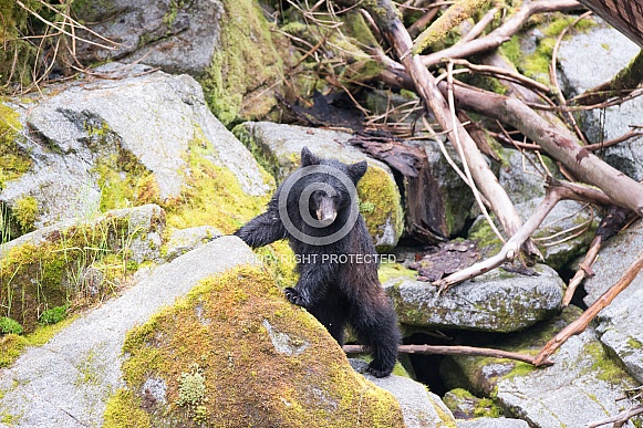 Black Bear (wild) Black Bear (wild)