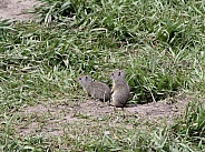 Uinta ground squirrels