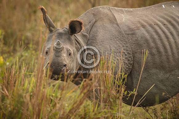 Indian rhino in the nature habitat