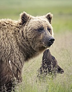 Brown Bear