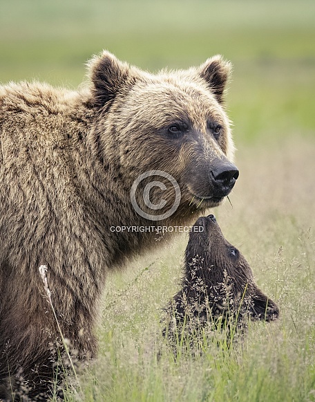 Brown Bear Brown Bear