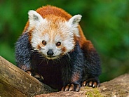 Red panda on the tree