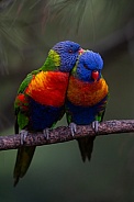 Rainbow Lorikeets