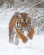 Siberian Tiger-Tiger Sprint