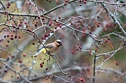 Cedar Waxwing (Bombycilla cedrorum)