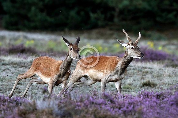 Red Deer Red Deer