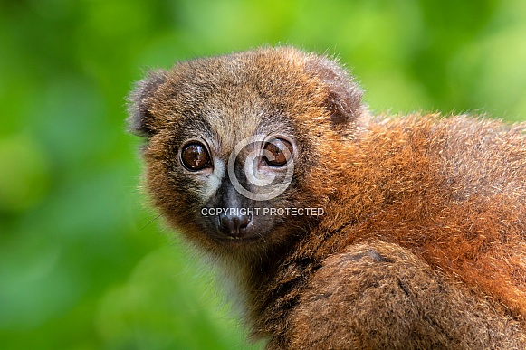 Red bellied lemur (Eulemur rubriventer)