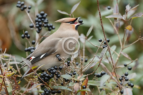 The Bohemian waxwing (Bombycilla garrulus) The Bohemian waxwing (Bombycilla garrulus)