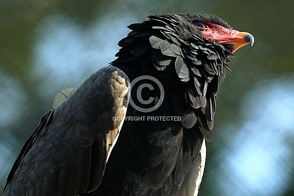 Bateleur Bateleur