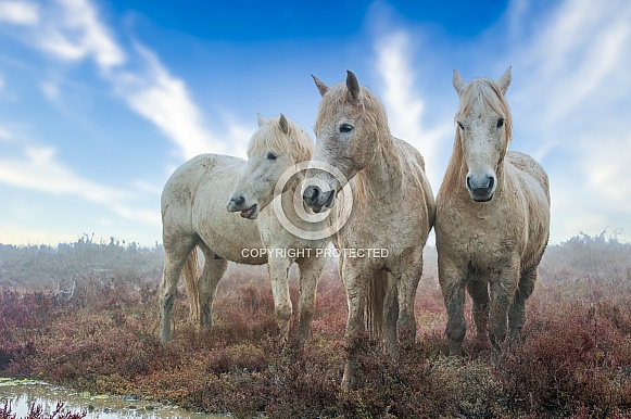 White Horses