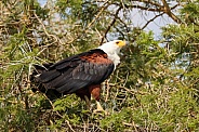 Fish Eagle