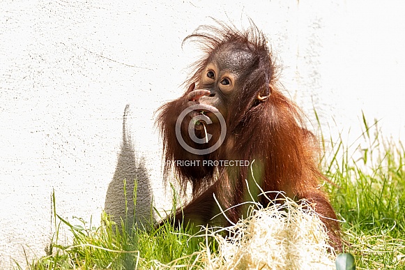 Bornean Orangutan Baby