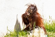 Bornean Orangutan Baby