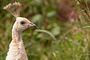 White Peahen Close Up Face Side Profile