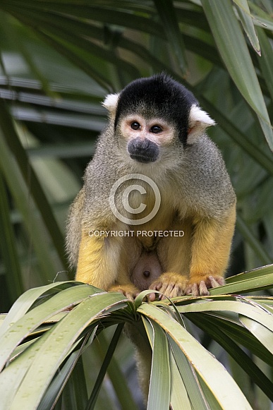 Bolivian Squirrel Monkey Bolivian Squirrel Monkey