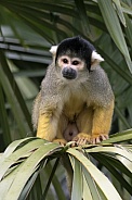 Bolivian Squirrel Monkey