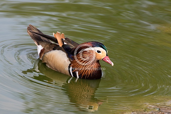 Mandarin Duck (drake) Mandarin Duck (drake)