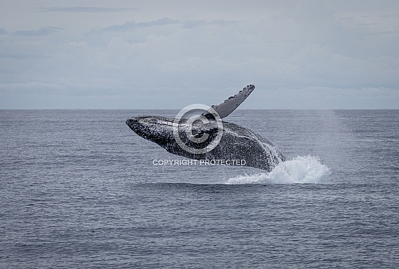 Humpback Whale breaching