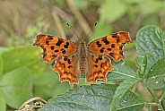 Comma