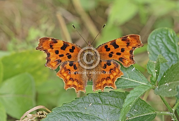 Comma