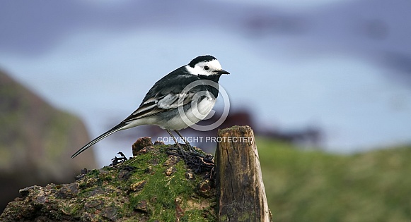 Pied Wagtail