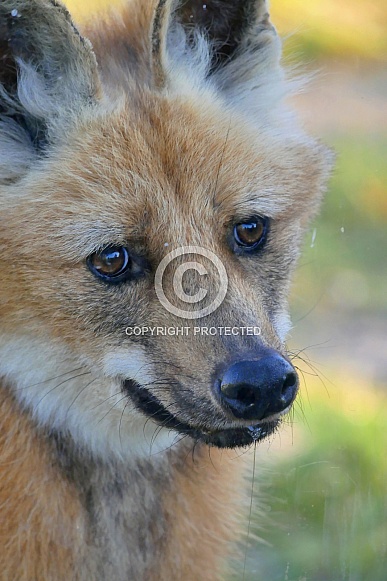 Maned Wolf Maned Wolf