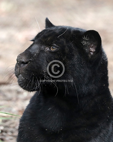 Jaguar (Panthera onca)