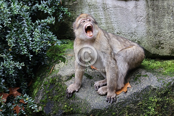 Barbary Macaque (Macaca Sylvanus)