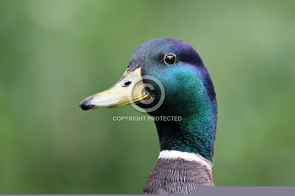 Mallard (Anas platyrhynchos) Mallard (Anas platyrhynchos)