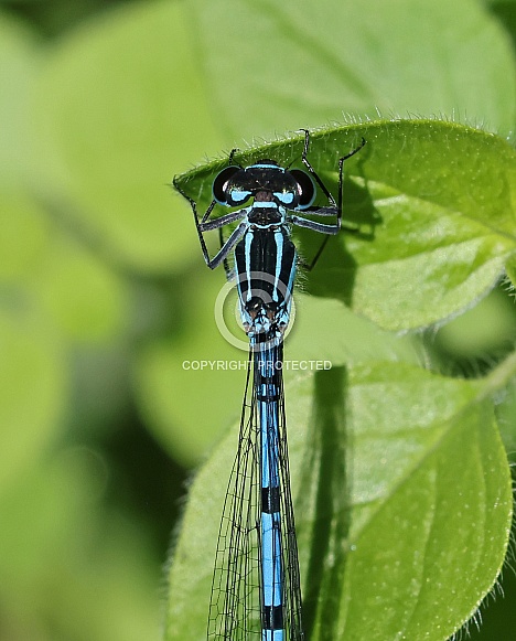 Common Damselfly