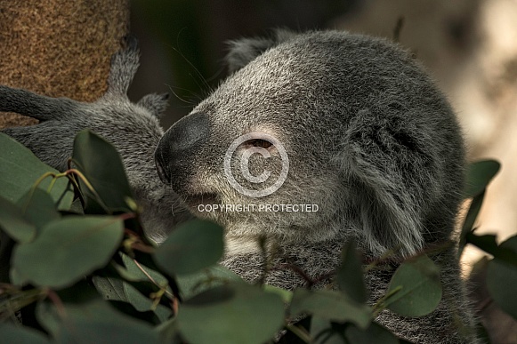 Koala Joey In Tree Close Up