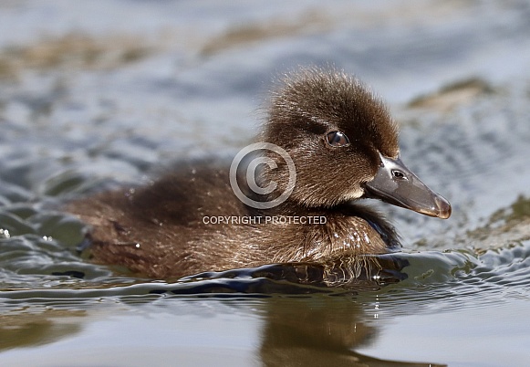 Duckling