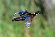 male wood duck drake (Aix sponsa) in flight